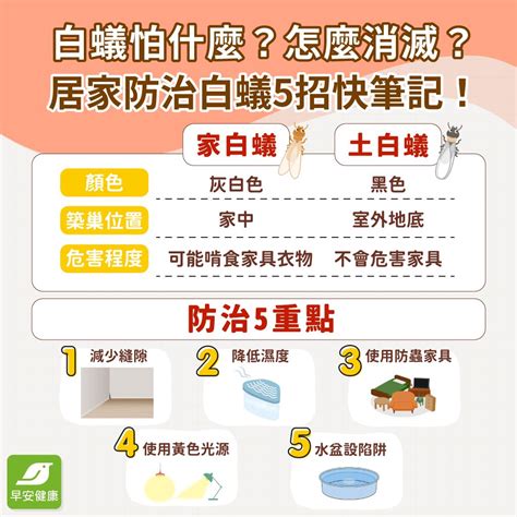 家裡 白蟻|白蟻防治6方法》白蟻防治DIY有效嗎？消滅白蟻步驟、防白蟻藥。